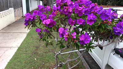 Tibouchina semidecan